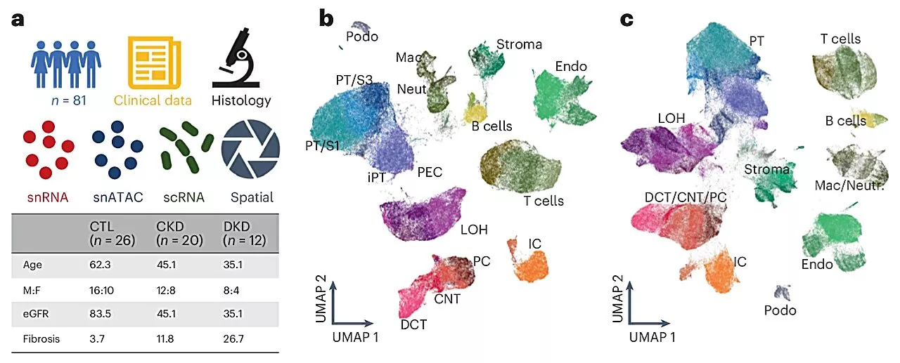 Pioneering single-cell kidney atlas sheds light on potential treatments