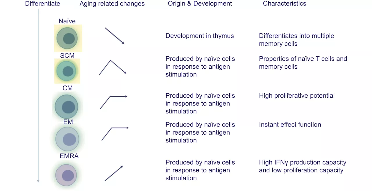 T cells and aging: Unraveling the complexities of lifespan