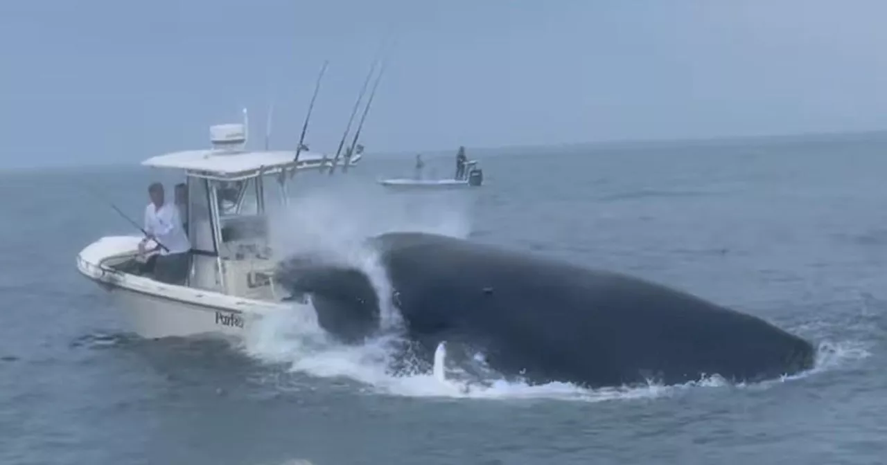 Panicked mayday call as whale capsizes vessel hurling boaters into sea