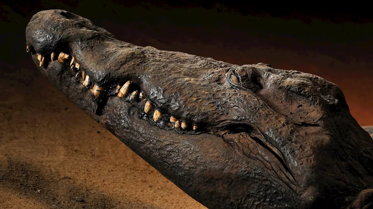 New scans reveal mummified crocodile's last meal