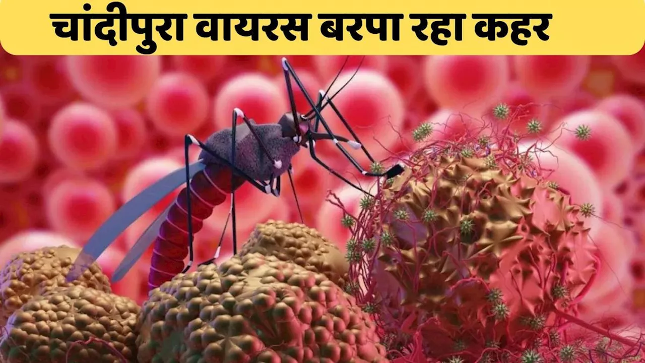 Chandipura Virus: मौत का सामान है चांदीपुरा वायरस, अभी जान लें बचने के उपाय