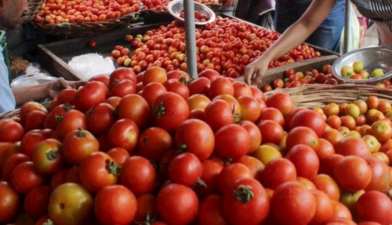 Tomato Price Hike: 315% तक महंगे हुए टमाटर, जानें कब लौटेगा अपने मूल दाम पर