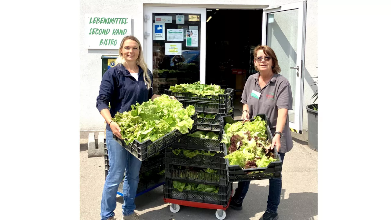 Gemüse-Ernte der Garten Tulln geht an den SooGut-Sozialmarkt