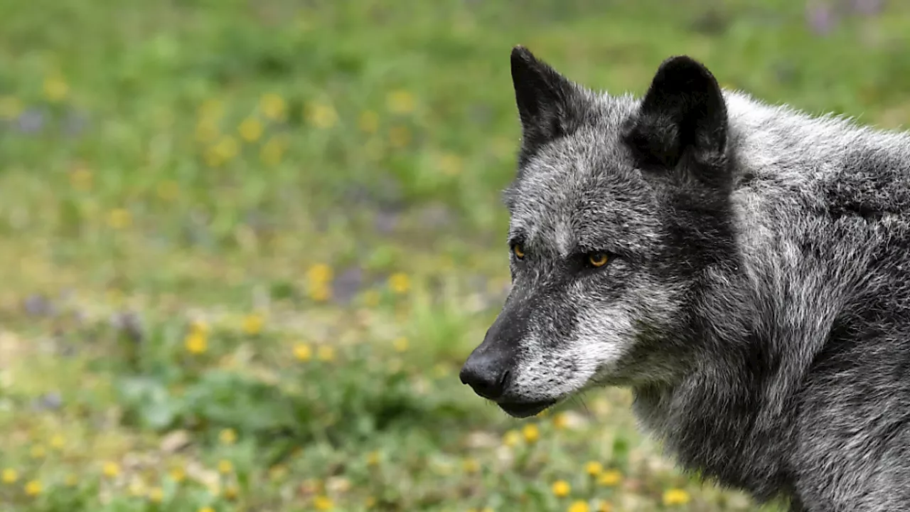 Vorarlberg gibt Wolf zum Abschuss frei