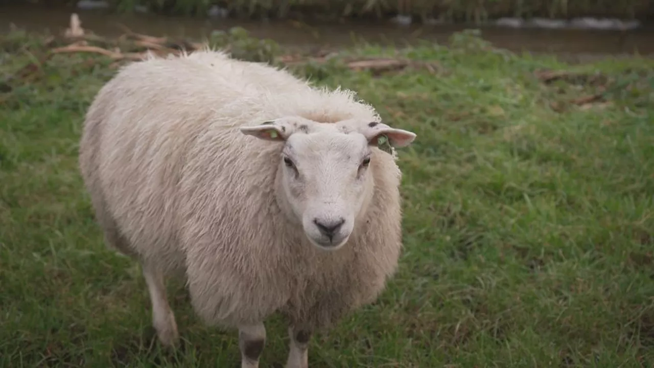 41 schapen dood op heide in Ede, vermoedelijk door wolvenaanval