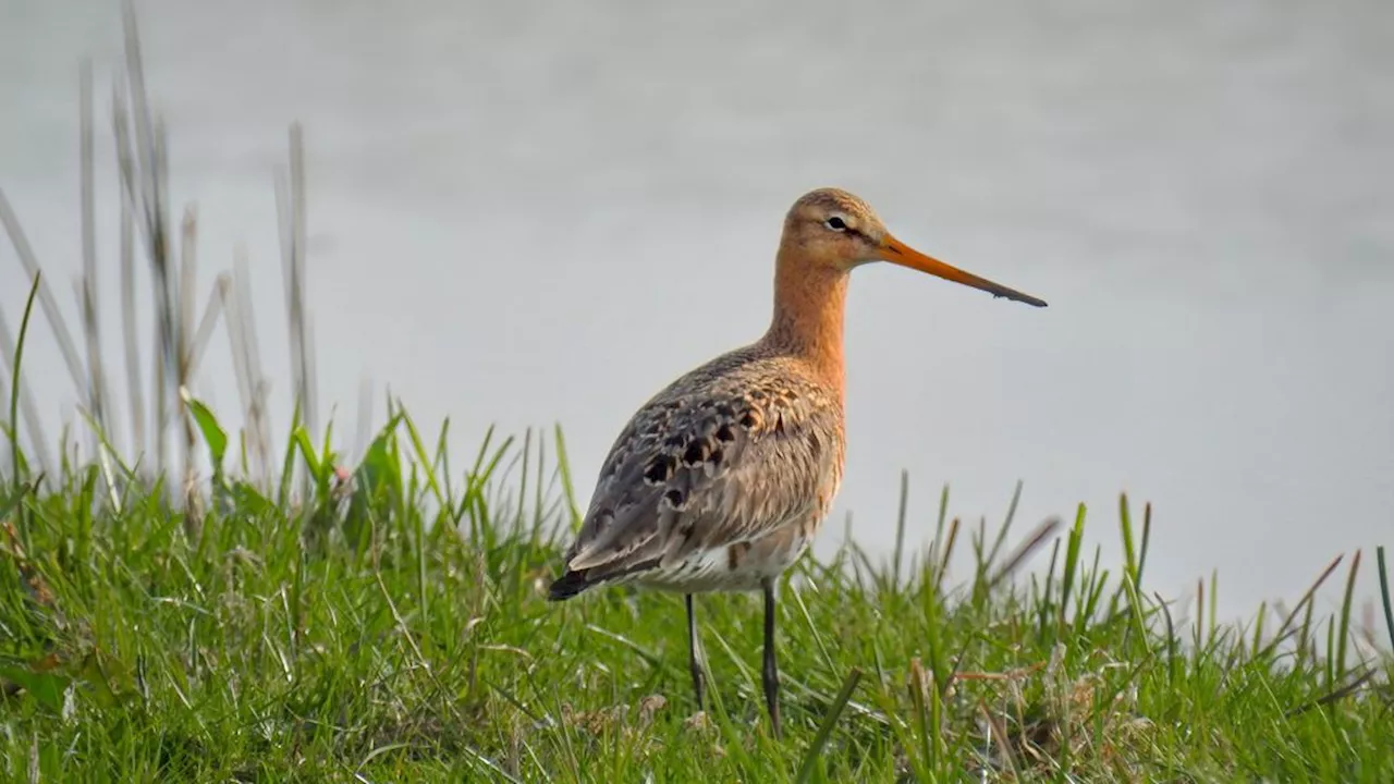 Nederland moet weidevogels beter beschermen, Brussel dreigt in te grijpen