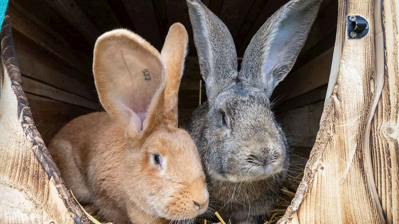 Baden-Württemberg: Kaninchen verschwunden - Tierschützerin kritisiert Halter