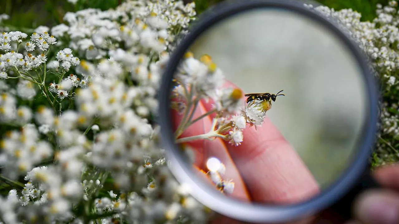 Niedersachsen & Bremen: Naturschutzbund ruft zum Insektenzählen auf