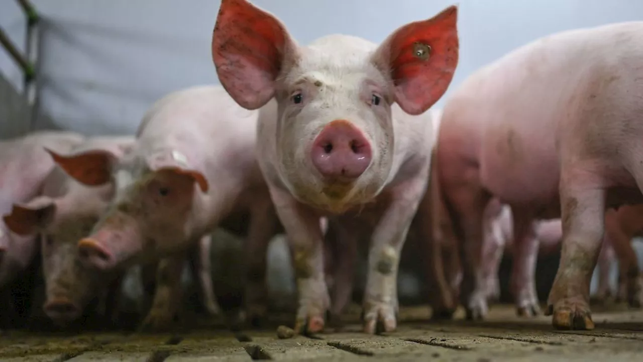 Sachsen-Anhalt: Behörden schaffen oft vorgeschriebene Tierkontrollen nicht