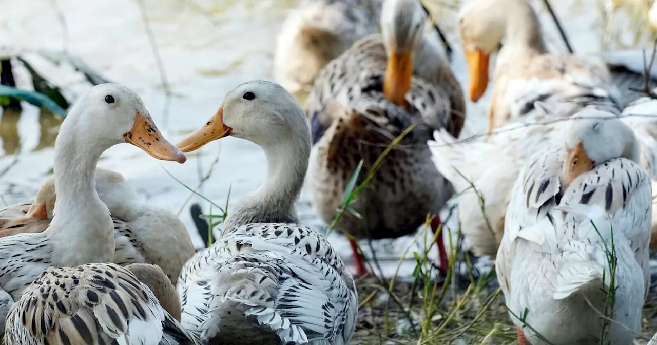 Sorge wächst in Asien: mehr Vogelgrippefälle bei Menschen