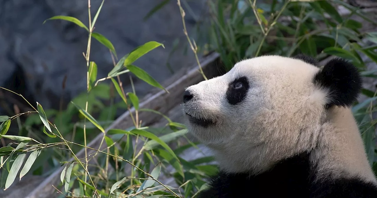 Trächtig oder nicht? - Panda-Dame per Ultraschall untersucht