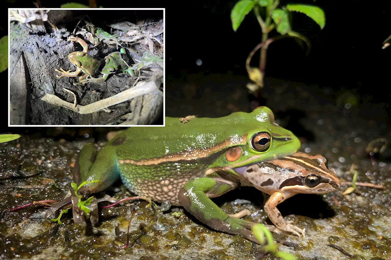 Female frogs may eat male suitors after mating call in act of 'sexual cannibalism,’ new theory suggests