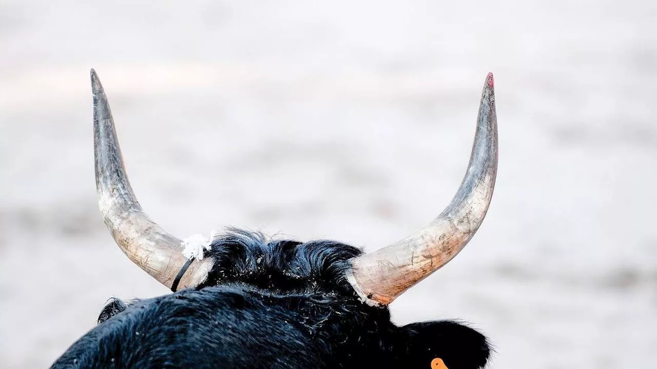 Un taureau s’introduit dans un snack durant une fête votive dans l’Hérault