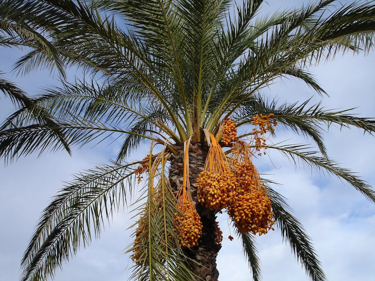 Battling the red palm weevil: Investigating the devastation on date palm plantations of the Middle East