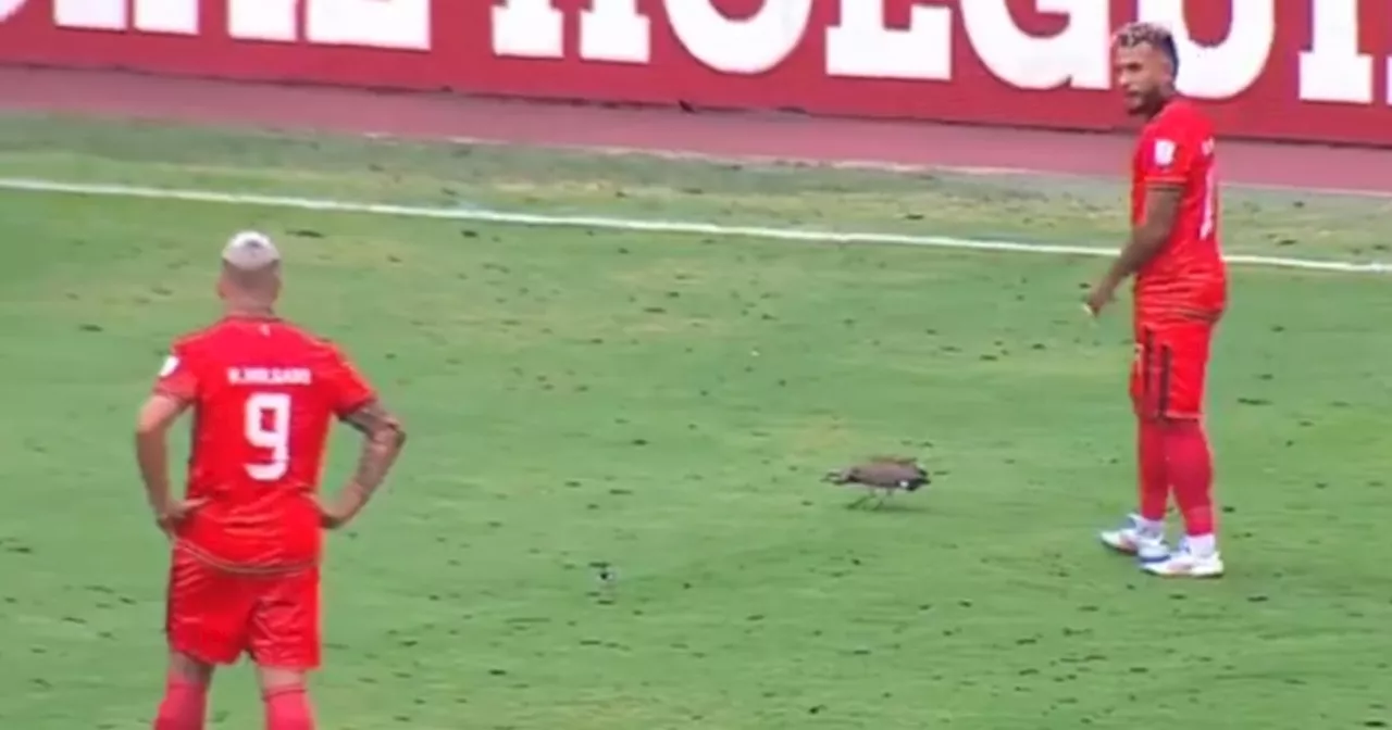 Un animalito invadió la cancha e impidió que América vs Envigado empezara a la hora que era