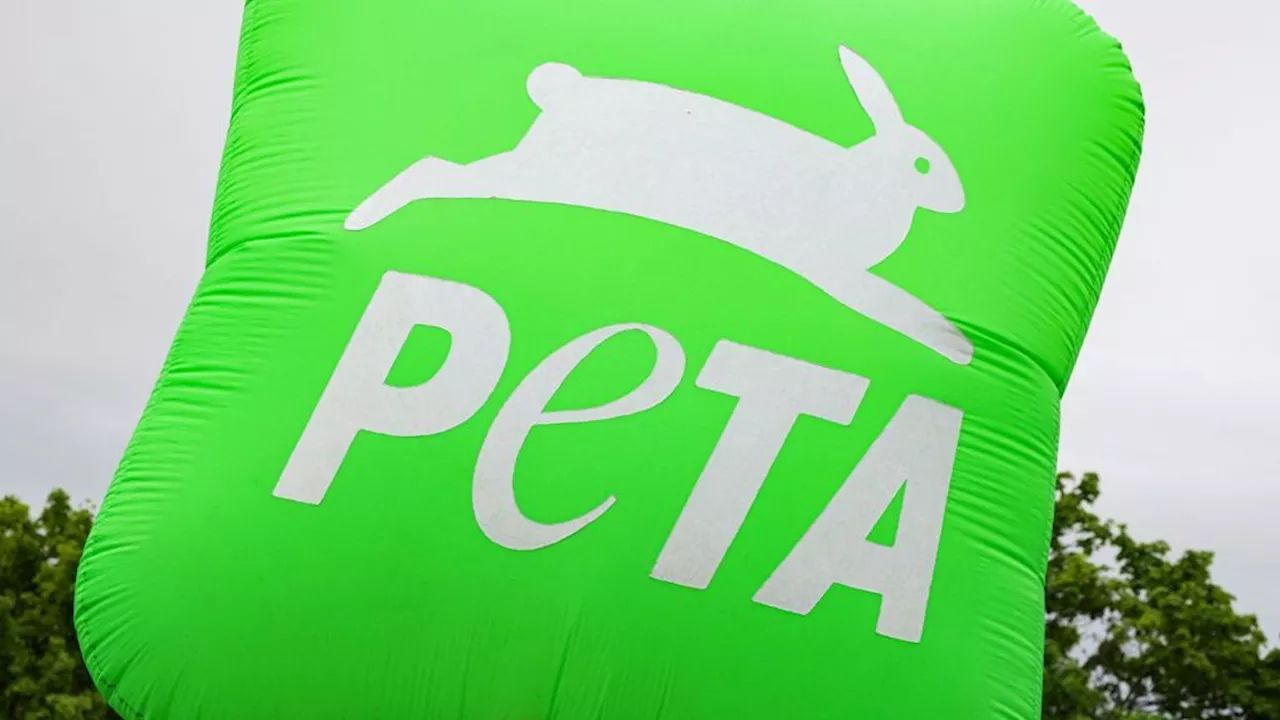 Nach Tierquälerei-Affäre: PETA fordert Olympia-Aus für Reitsport