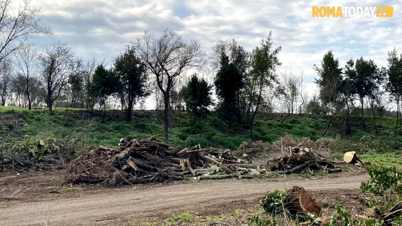 Tor Marancia, l'assessore Mannarino: "Gli abbattimenti degli alberi per il nuovo parco erano necessari"