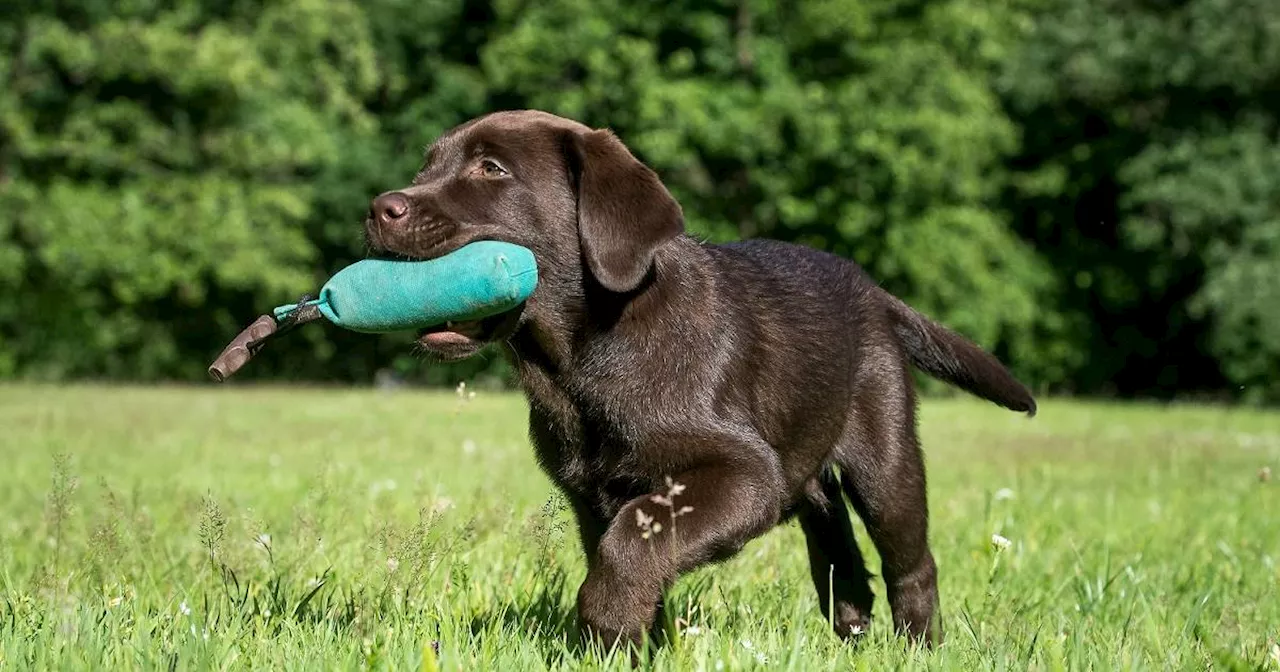 Erfolgreiches Anti-Jagd-Training bei Hunden