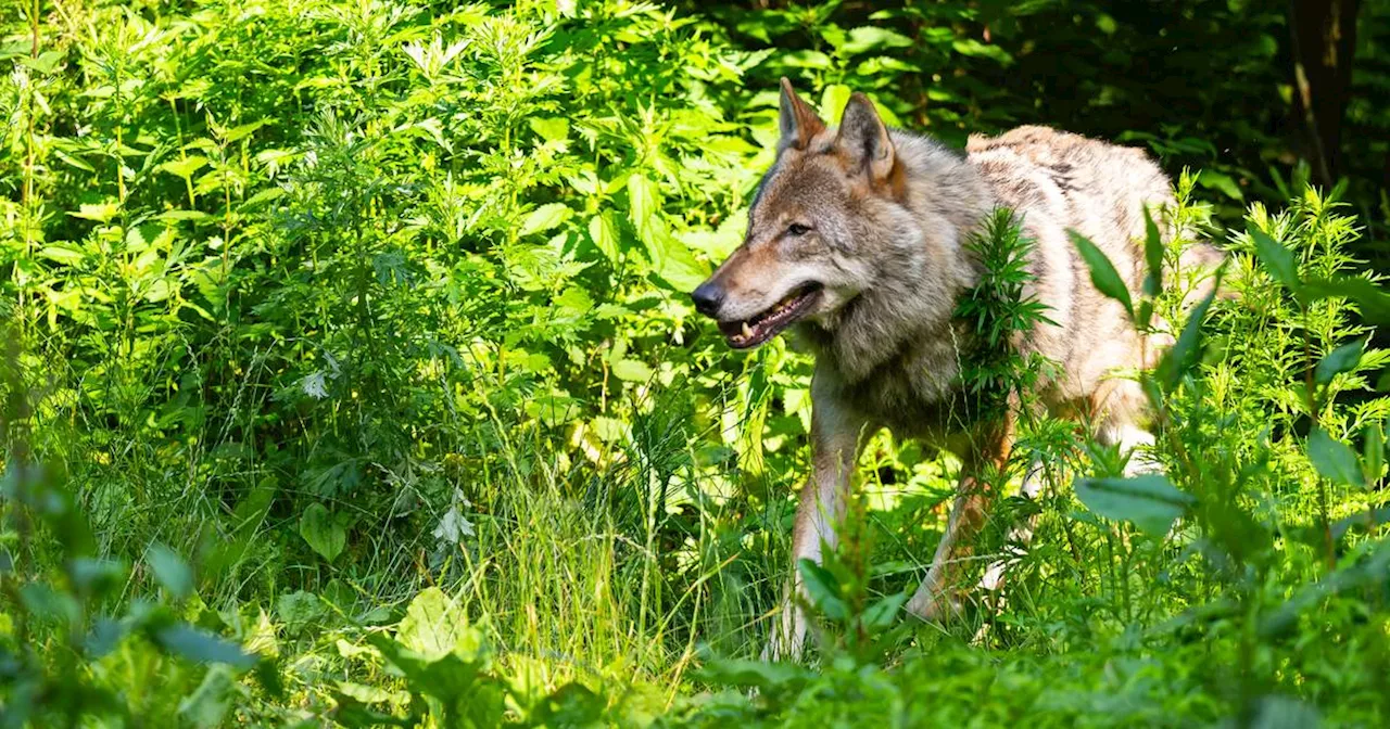 Neues Territorium in NRW – jetzt ist das halbe Land Wolfsgebiet​