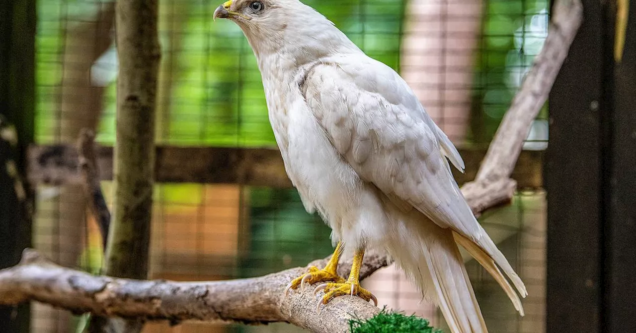 Wesel: Leuzistischer Mäusebussard gefunden und von Nabu aufgepäppelt