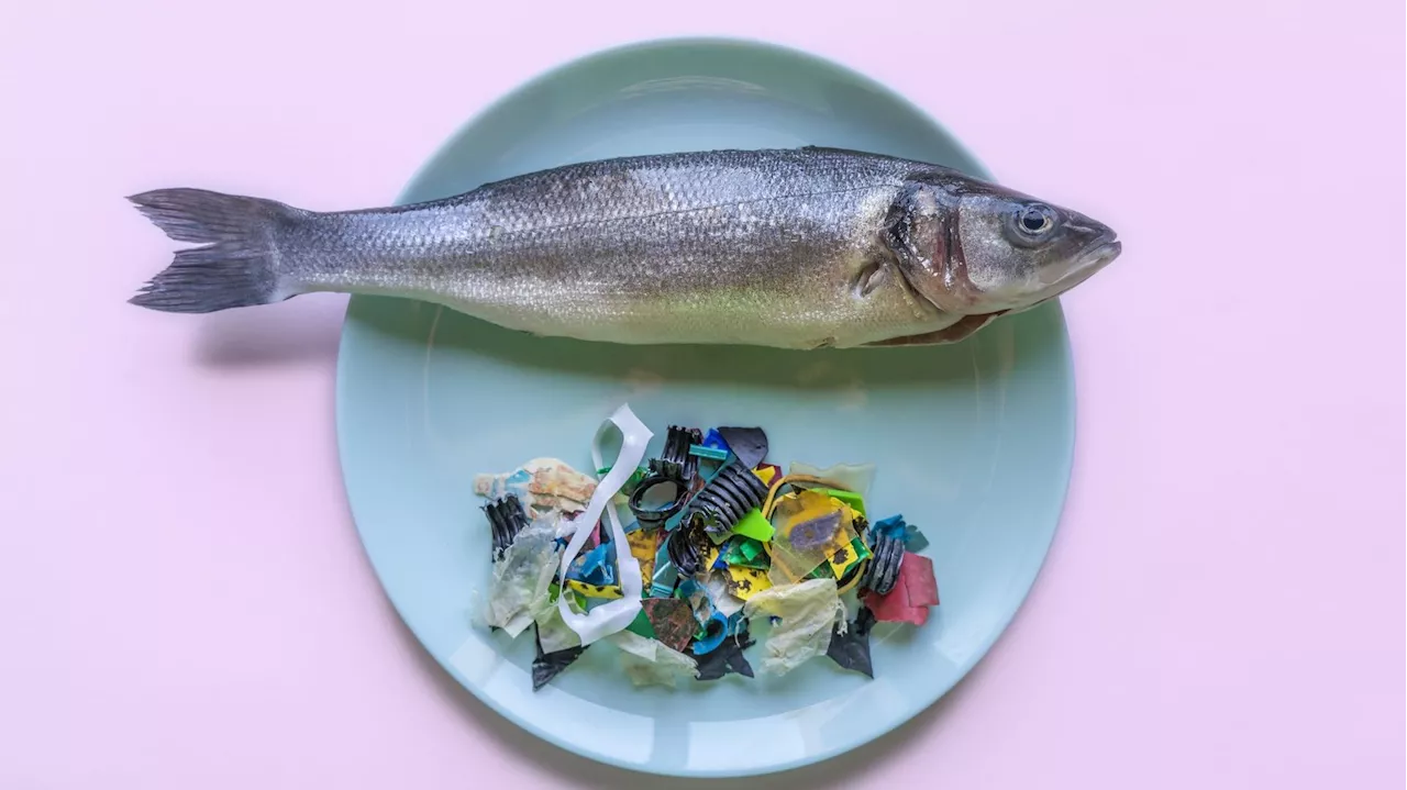 Les produits de la mer contaminés aux microplastiques : peut-on toujours en manger ?