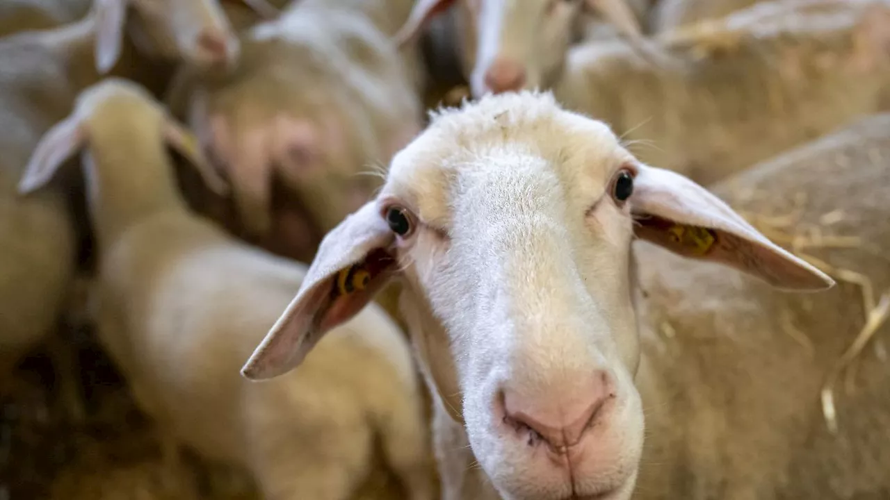 Tödliche Blauzungenkrankheit breitet sich in Deutschland aus - dabei galt sie als eingedämmt!