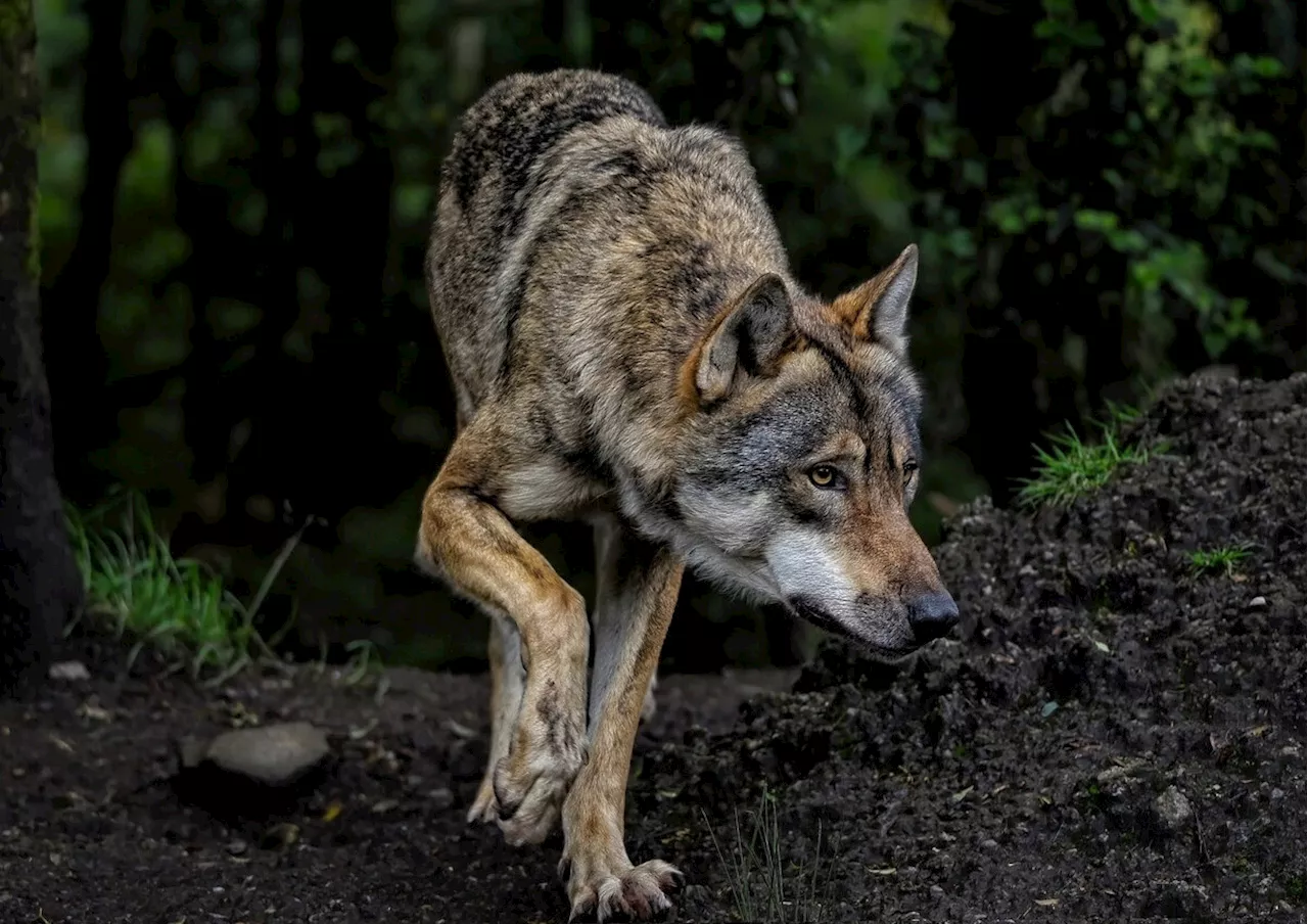 Angriff auf Rinder und Schafe – Vorarlberg gibt Wolf zum Abschuss frei