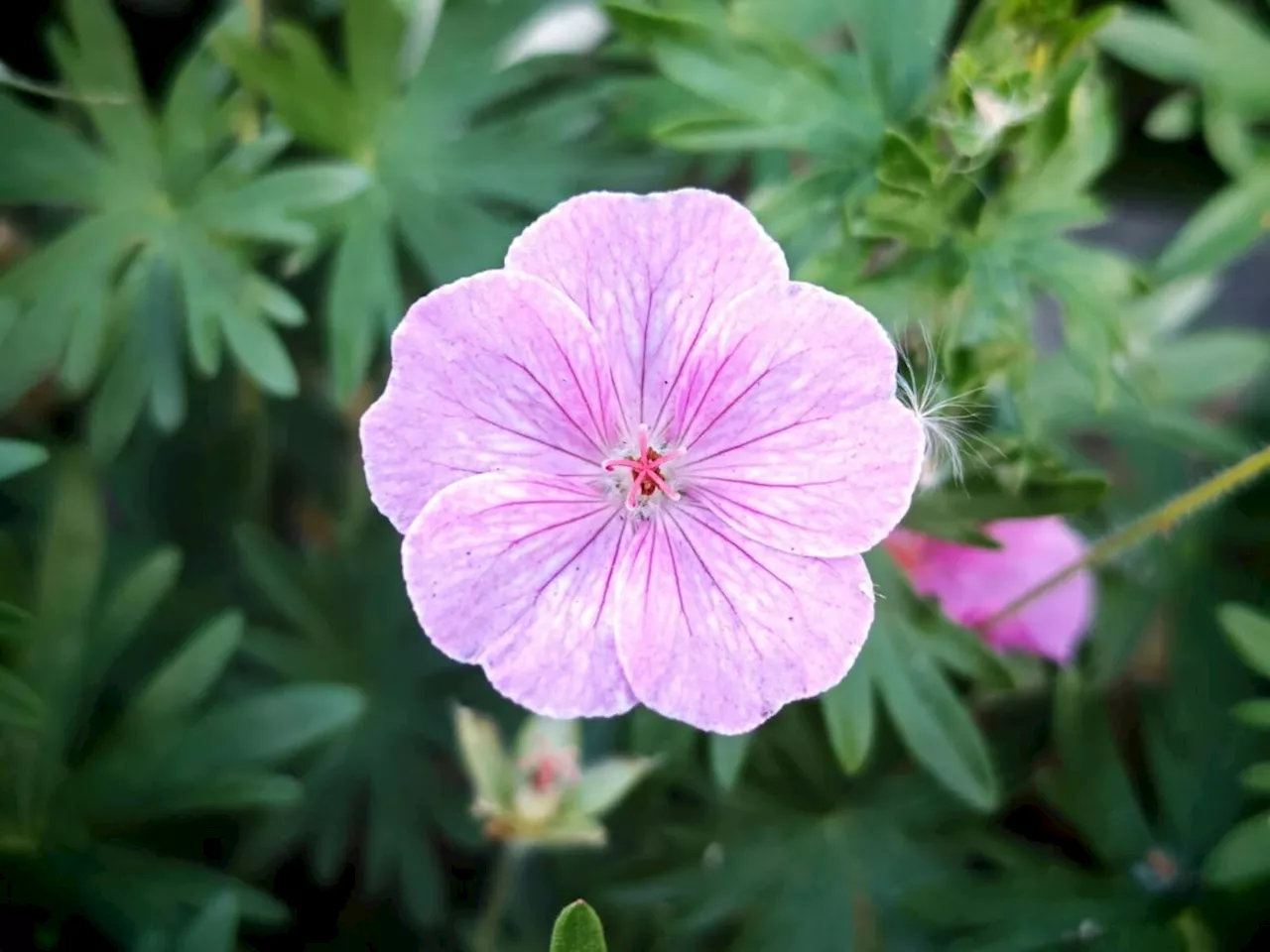 From soil to soul: How native plants enhance British gardens and wellbeing