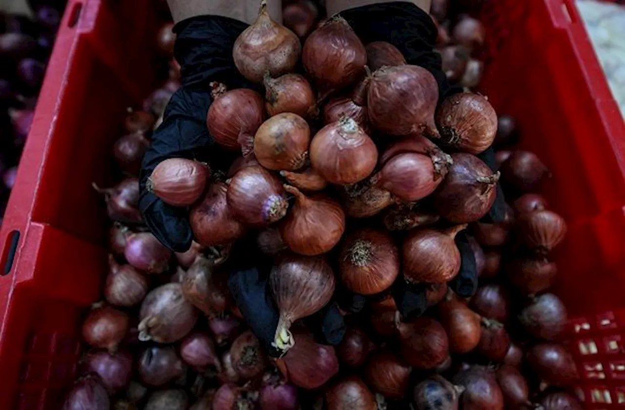 Penang successfully cultivates onions, harvesting 1.3 tonnes