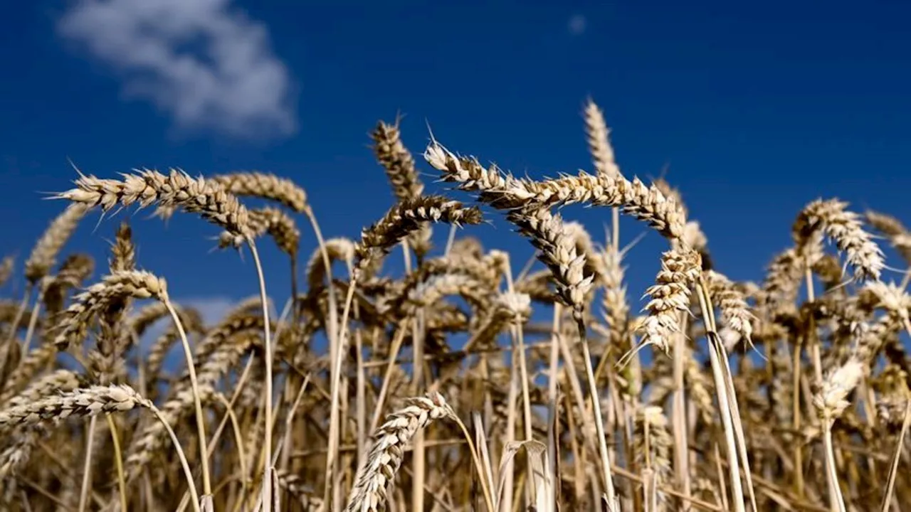 Landwirtschaft: Bauernverband: Regen und Frost führen zu schwachen Erträgen