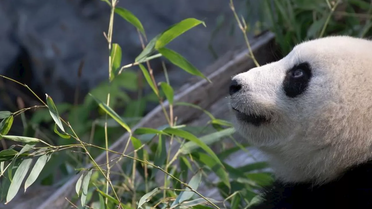 Zoo Berlin: Trächtig oder nicht? - Panda-Dame per Ultraschall untersucht