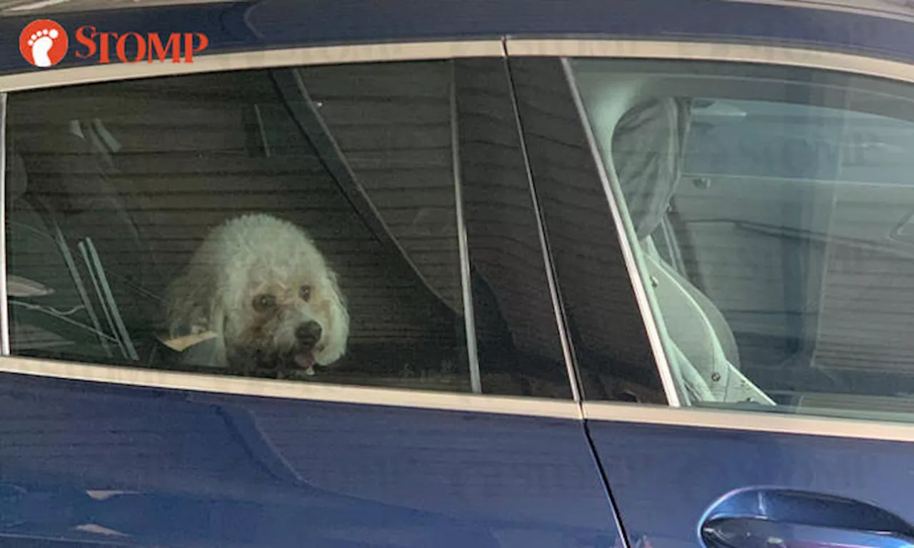 Passer-by slams owner for locking 'poor dog' inside car for at least an hour