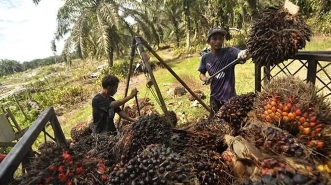 Emiten Sawit TPAG Raup Laba Bersih Rp 1 Triliun di Semester I-2024