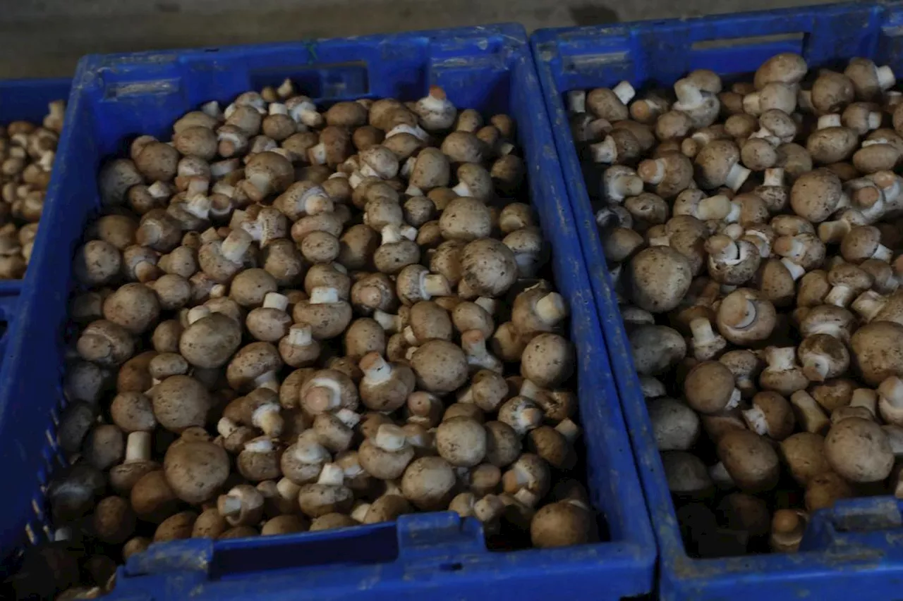 « Je suis un peu amer » : c’est définitivement fini pour ces champignonnières de Dordogne