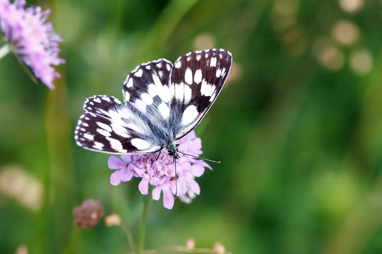 Natur in Bayern: 2024 ist kein gutes Jahr für Schmetterlinge