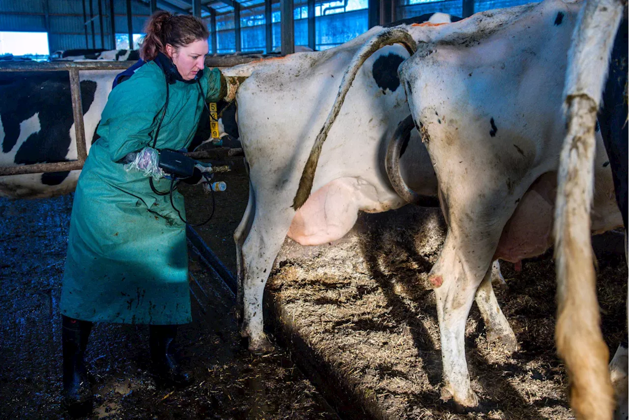 Studium in Bayern: Landquote soll auch für Tierärzte kommen