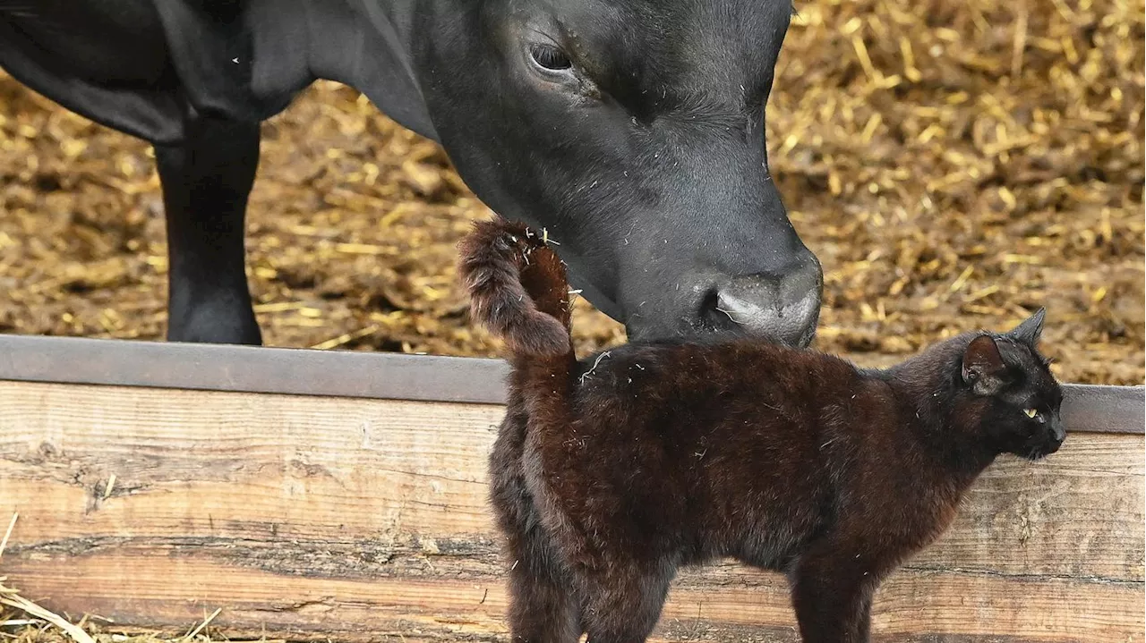 Mutationen von H5N1: Vogelgrippevirus springt von Kuh auf Katze