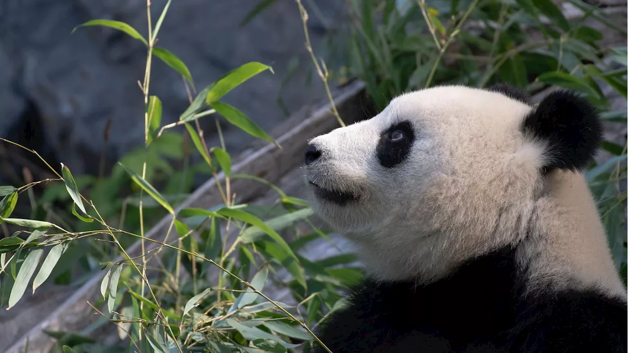 Trächtig oder nicht?: Panda-Dame Meng Meng im Berliner Zoo per Ultraschall untersucht