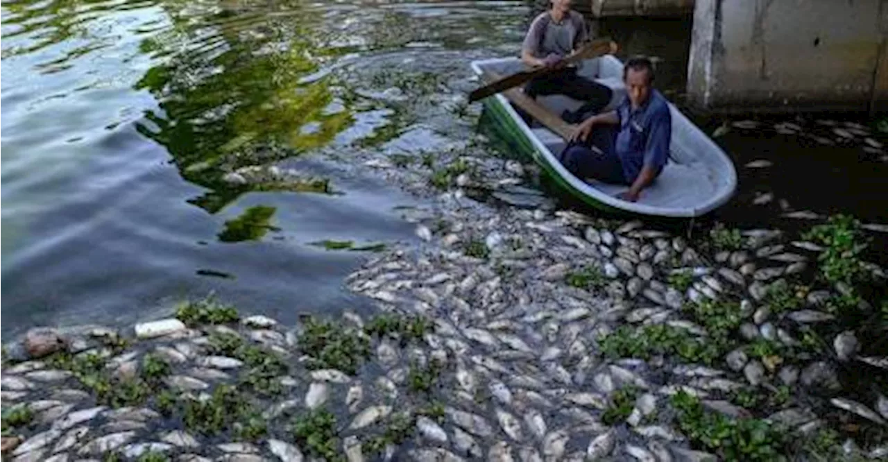 Over 500kg fish found dead at Tmn Bdr Indera Mahkota Lake