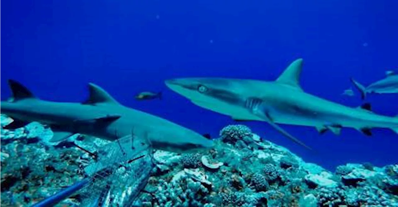 Sharks off Rio de Janeiro test positive for cocaine