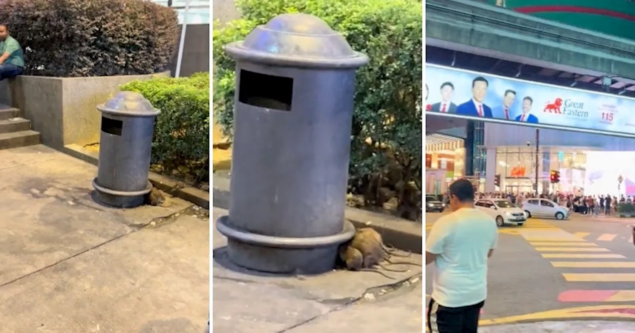 M'sians Disgusted by Rat Infestation at Famous Bukit Bintang Crosswalk, Urge DBKL to Take Action