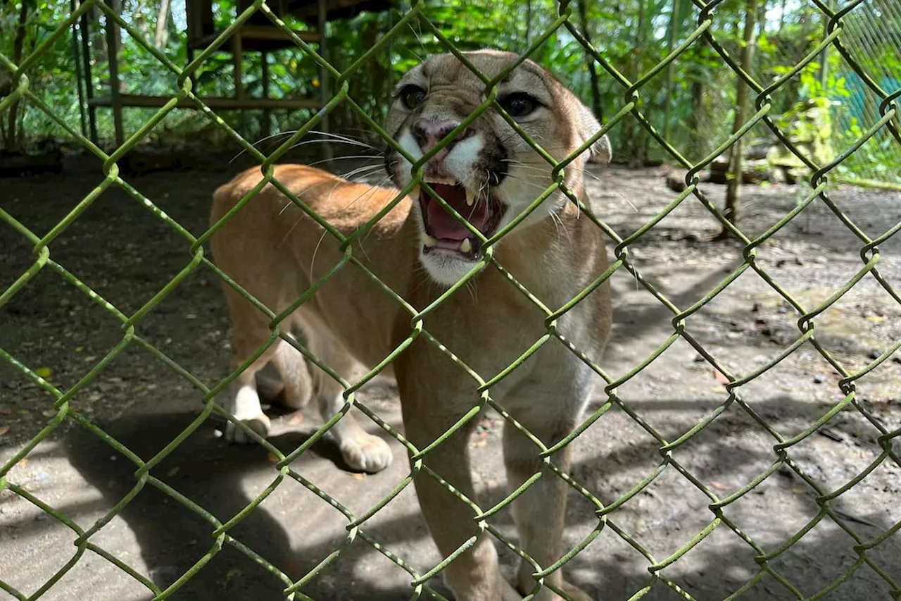 Montería: Procuraduría pidió apoyo a Fuerza Aérea para reubicar a tres ejemplares felinos