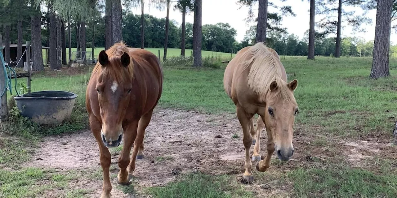 Horses test positive for EEE in 2 Alabama counties