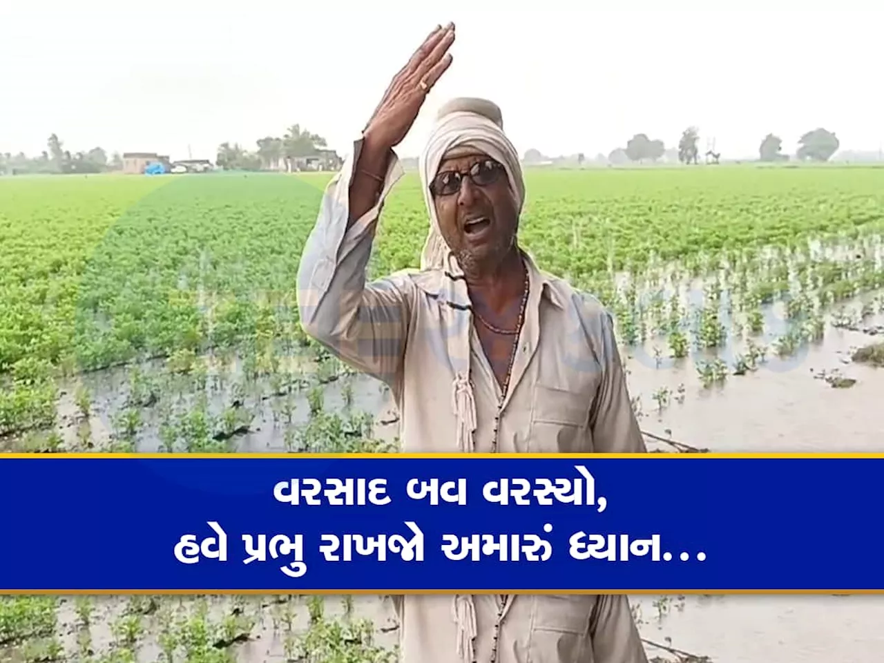 ગુજરાતના ખેડૂતો પર દુખનો પહાડ તૂટી પડ્યો, આફત બનેલા વરસાદે ચોમાસું પાક બરબાદ કર્યો