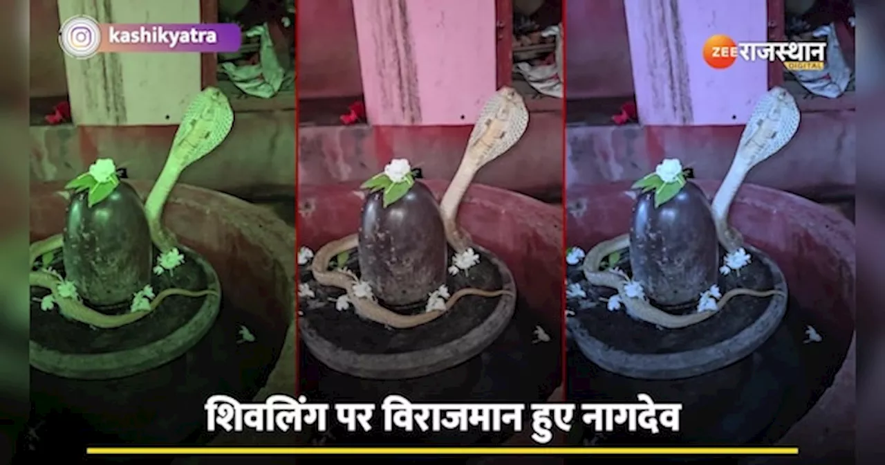 King Cobra: सावन में महादेव को खुद जल चढ़ाने पहुंचे नागदेव| Snake Video