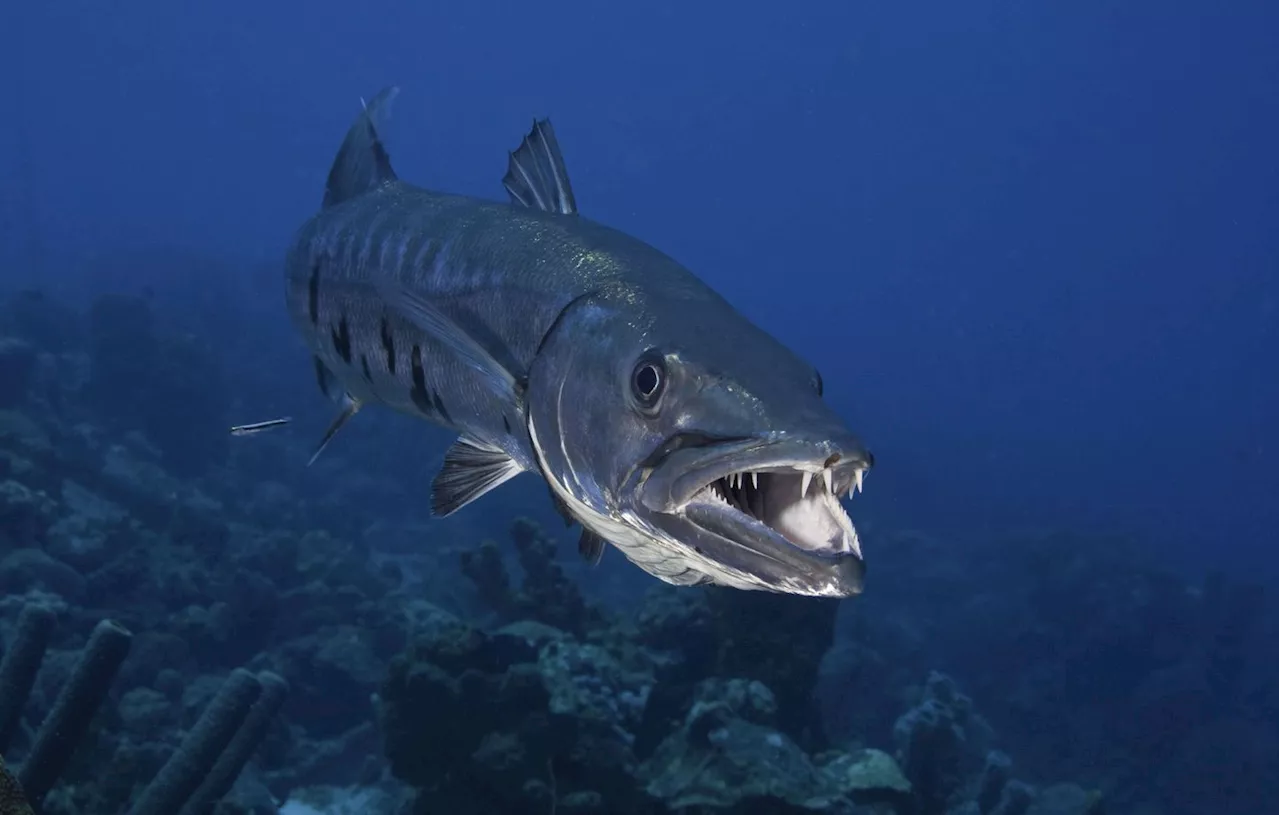 Guadeloupe : Inquiétude après deux attaques de baigneurs par des barracudas