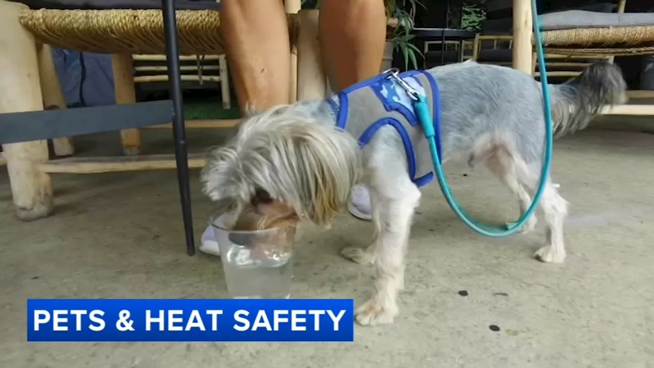 How to keep Chicago pets cool during excessive heat this summer