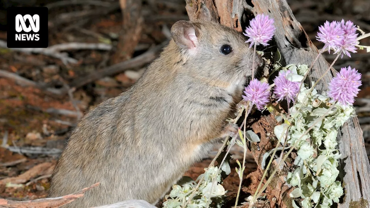 Greater stick-nest rats survive on Reevesby Island by living in African boxthorn