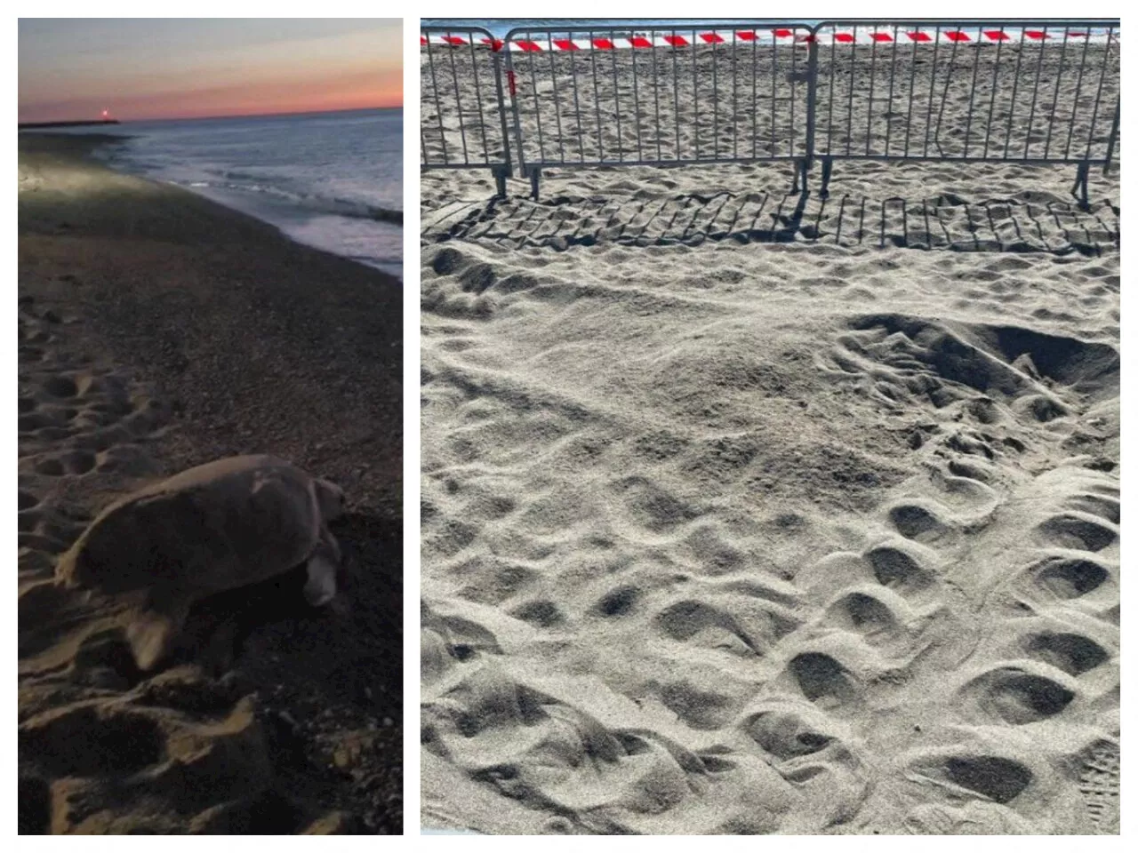 C'est plutôt rare : une tortue vient pondre sur une plage des Pyrénées-Orientales