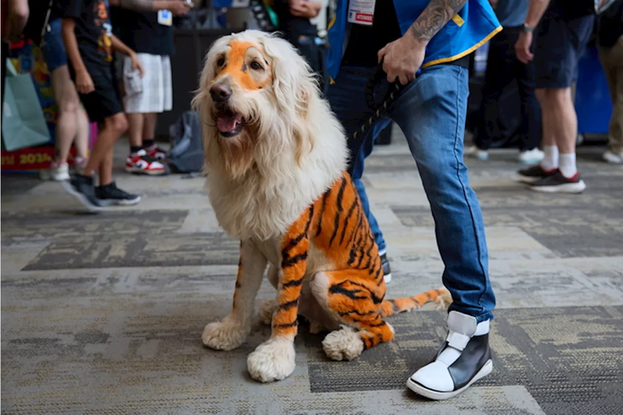 Un cane mascherato al Comic-Con International di San Diego